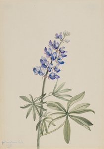 Modrá vlčí bob Lupinus argenteus, 1915. od Mary Vaux Walcott