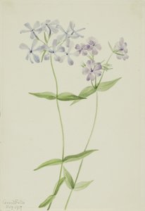 Modrý flox (Phlox divaricata) od Mary Vaux Walcott