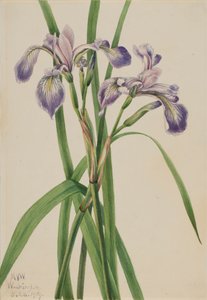 Modrá vlajka Iris Iris versicolor, 1919. od Mary Vaux Walcott