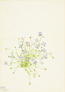 Modřence (Houstonia serpyllifolia) od Mary Vaux Walcott