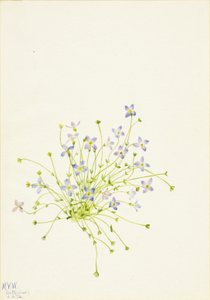 Bluets Houstonia serpyllifolia, 1934. od Mary Vaux Walcott