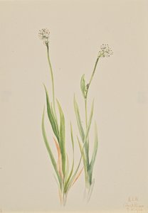 Bog-Asphodel Tofieldia intermedia, 1920. od Mary Vaux Walcott