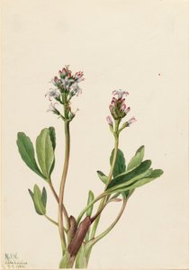 Bogbean Menyanthes trifoliata, 1925. od Mary Vaux Walcott