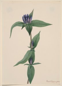 Hořec lahvový (Gentiana saponaria) od Mary Vaux Walcott