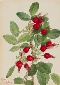 Bourgeau Rose Rosa bourgeauiana, 1923. od Mary Vaux Walcott