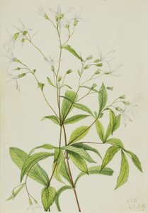 Bowmansroot Porteranthus trifoliatus, 1919. od Mary Vaux Walcott
