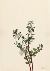 Ostružiník bedrníček (Gaylussacia brachycera) od Mary Vaux Walcott