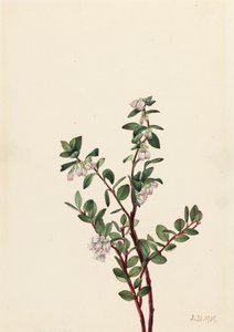 Box Huckleberry Gaylussacia brachycera, 1919. od Mary Vaux Walcott