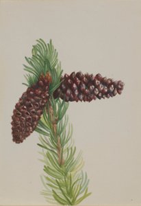 Štětinatá borovice (Pinus aristata) od Mary Vaux Walcott