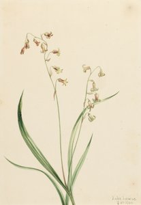 Bronzebells of Western Stenanthium, 1906. od Mary Vaux Walcott