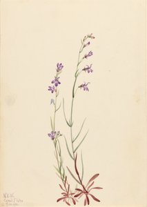 Lobelka potoční (Lobelia kalmii) od Mary Vaux Walcott