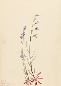 Brook Lobelia Lobelia kalmii, 1923. od Mary Vaux Walcott
