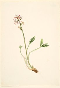 Buckbean (Menyanthes trifoliata) od Mary Vaux Walcott