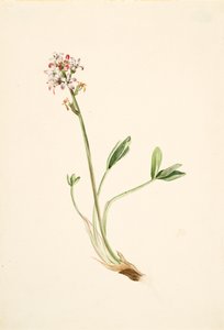 Buckbean Menyanthes trifoliata, ca. 1900-1920. od Mary Vaux Walcott