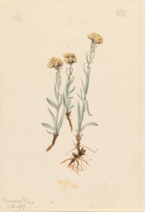 Kočkodan buffův (Antennaria luzuloides) od Mary Vaux Walcott