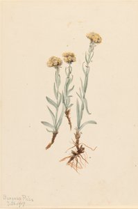 Buff Pussytoes Antennaria luzuloides, 1917. od Mary Vaux Walcott