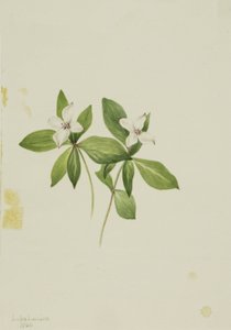 Dřín kanadský (Cornus canadensis) od Mary Vaux Walcott