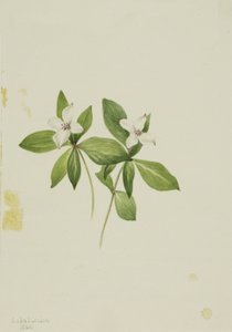 Strapka Cornus canadensis, 1902 od Mary Vaux Walcott