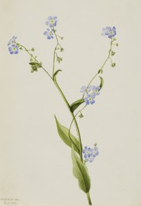Bur-forget-me-not Lappula diffusa, 1903. od Mary Vaux Walcott