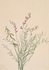Burgess Milkvetch Astragalus bourgovii, 1922. od Mary Vaux Walcott