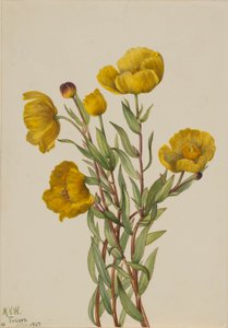 Křovinořez (Dendromecon rigidum) od Mary Vaux Walcott