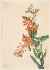 Motýlí tráva (Ascelpias tuberosa) od Mary Vaux Walcott