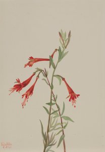 Kalifornská fuchsie (Zauschneria californica) od Mary Vaux Walcott