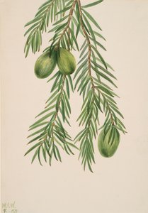 Kalifornský muškát Tumion californicum, 1929. od Mary Vaux Walcott