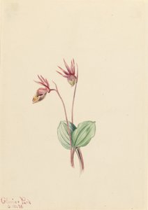 Calypso (Cytherea bulbosa) od Mary Vaux Walcott