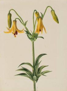 Lilie kanadská (Lilium canadense) od Mary Vaux Walcott