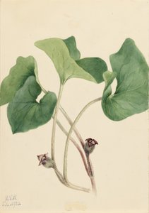 Kanadský divoký zázvor (Asarum canadense) od Mary Vaux Walcott