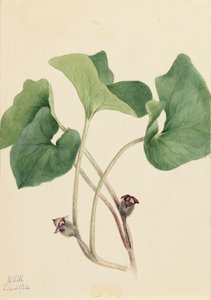 Kanadský divoký zázvor Asarum canadense, 1920. od Mary Vaux Walcott