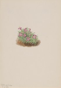 Koberec Pink Silene acaulis, 1905. od Mary Vaux Walcott