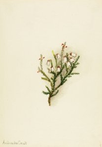 Cassiope (Cassiope mertensiana) od Mary Vaux Walcott