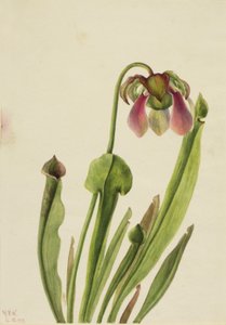 Catesby Pitcherplant Sarracenia catesaei, 1929. od Mary Vaux Walcott