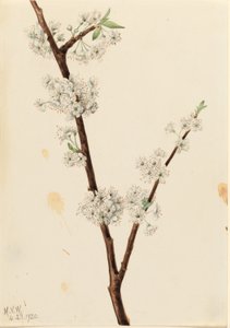 Slíva kuřátková (Prunus angustifolia) od Mary Vaux Walcott