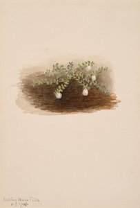 Chiogenes hispidula, 1904 od Mary Vaux Walcott
