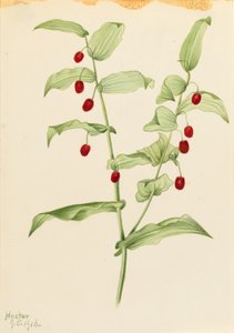 Kroucený stonek (Streptopus amplexifolius) od Mary Vaux Walcott