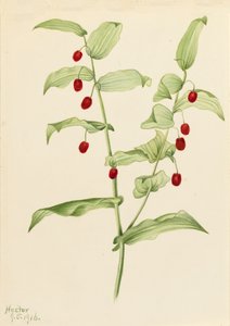 Svírací kroucený stéblo Streptopus amplexifolius, 1916. od Mary Vaux Walcott