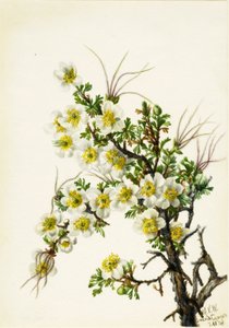 Cliffrose Cowania stansburiana, 1934. od Mary Vaux Walcott