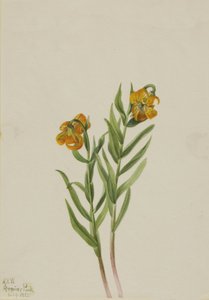 Columbia Lily Lilium columbianum, 1925 od Mary Vaux Walcott