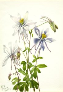 Kolumbie (Aquilegia ecalcarata) od Mary Vaux Walcott