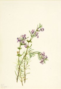 Conradina verticillata, 1934. od Mary Vaux Walcott