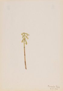 Corathorhiza corallorhiza od Mary Vaux Walcott
