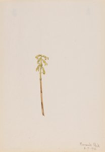 Corathorhiza corallorhiza, 1918. od Mary Vaux Walcott
