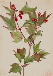 Brusinka obecná (Viburnum pauciflorum)