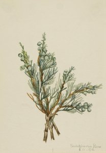 Jalovec plazivý Juniperus horizontalis, 1918. od Mary Vaux Walcott