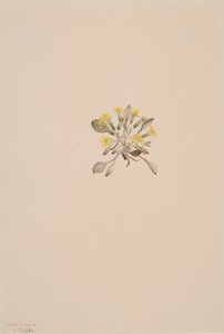 Crepis Elegans, 1904 od Mary Vaux Walcott