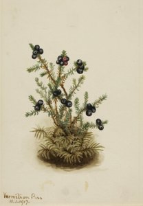 Černá Crowberry, 1917. od Mary Vaux Walcott