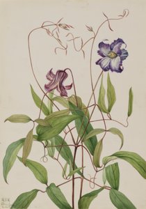 Plamének kudrnatý (Clematis crispa) od Mary Vaux Walcott